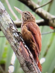 Xiphorhynchus obsoletus