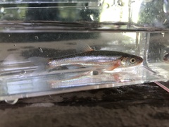 Notropis percobromus