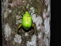 Macropoidelimus mniszechi