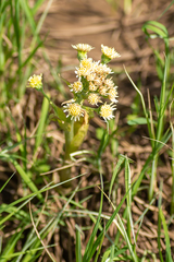 Petasites spurius