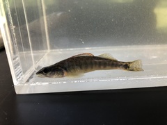 Percina phoxocephala