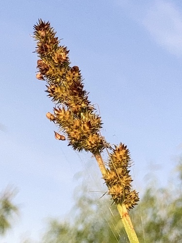 Yellowfruit sedge (Carex annectens)