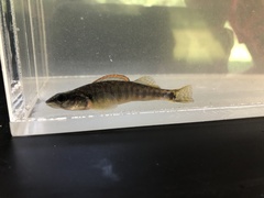 Percina phoxocephala