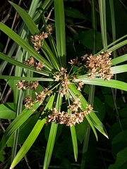 Cyperus albostriatus