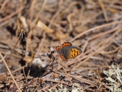 Lycaena phlaeas