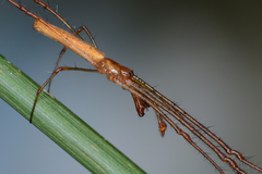 Tetragnatha elongata