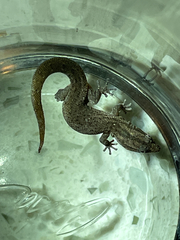 Sphaerodactylus notatus