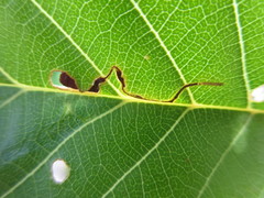 Insecta