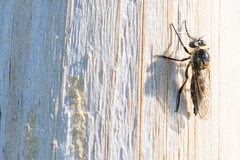 Leptarthrus brevirostris