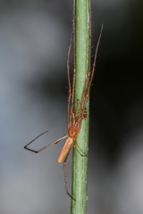 Tetragnatha elongata