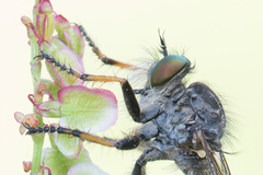 Neoitamus cothurnatus