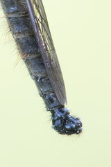 Neoitamus cothurnatus