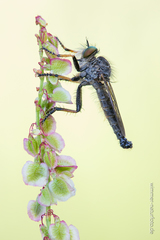 Neoitamus cothurnatus