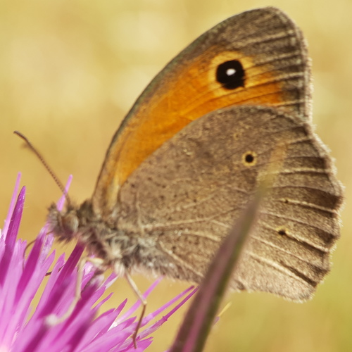 Aegean Meadow Brown