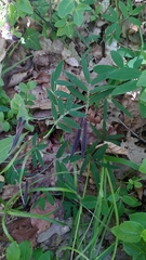 Lathyrus linifolius