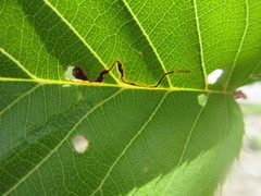 Insecta