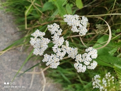 Achillea millefolium