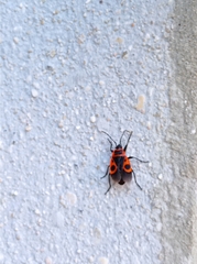 Pyrrhocoris apterus