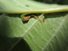 Insecta