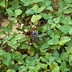 Sphecius