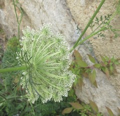 Daucus carota