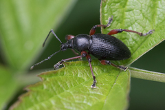 Otiorhynchus coecus