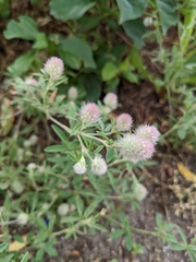 Trifolium arvense