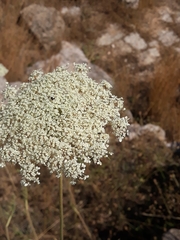 Daucus carota