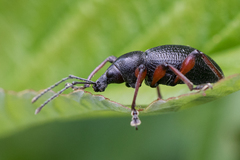 Otiorhynchus coecus