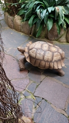 Centrochelys