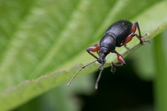 Otiorhynchus coecus