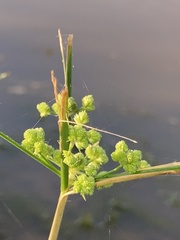 Cyperus pseudovegetus