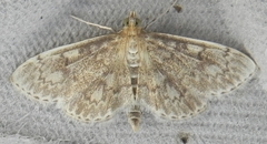 Anania quebecensis