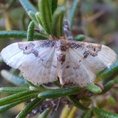 Idaea mustelata