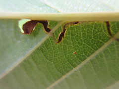 Insecta