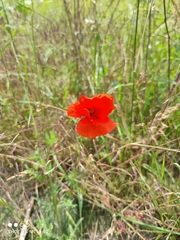 Papaver rhoeas