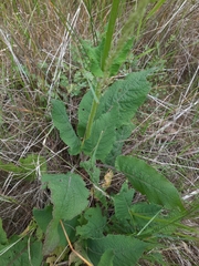Salvia pratensis