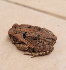 Rhinella