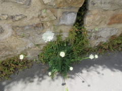 Daucus carota