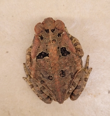 Rhinella