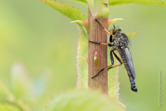 Neoitamus cothurnatus