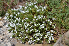Arenaria aggregata