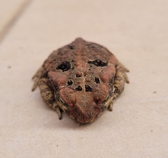 Rhinella