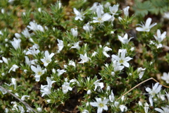 Arenaria aggregata