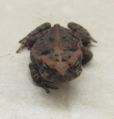 Rhinella