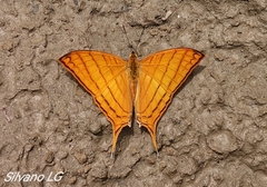 Marpesia harmonia