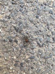 Titanoeca quadriguttata