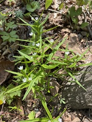 Pseudostellaria sylvatica