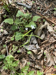 Pseudostellaria sylvatica