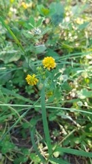 Trifolium patens